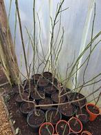 vijgenboom, Tuin en Terras, Planten | Fruitbomen, Ophalen, Vijgenboom