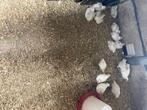 Poule de Bresse, Dieren en Toebehoren, Pluimvee, Kip