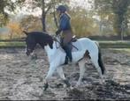 Stoere 3,5 jarige E pony ruin, Dieren en Toebehoren, Pony's, B, Ruin, Springpony, 3 tot 6 jaar