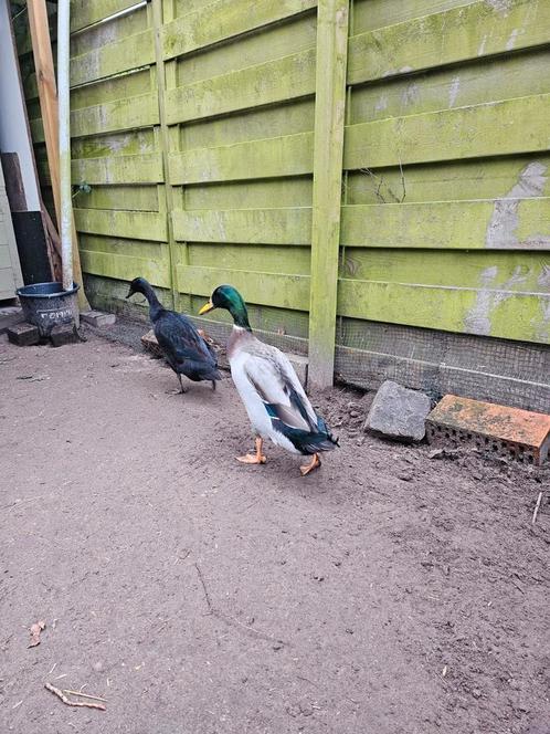 BROEDEIEREN Indische loopeend, Dieren en Toebehoren, Pluimvee, Eend, Geslacht onbekend