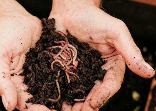Compostwormen - Mix van rode tijgerwormen en springers, Tuin en Terras, Aarde en Mest, Vermiculiet, Ophalen
