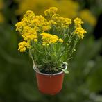 Aurinia gold bullet, Ophalen, Bodembedekkers, Volle zon, Vaste plant