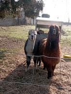 Beau couple d alpaca, Animaux & Accessoires, Femelle