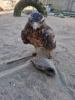 Cilli arendbuizerd, Mannelijk