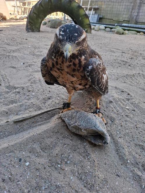 Cilli arendbuizerd, Dieren en Toebehoren, Overige Dieren, Mannelijk