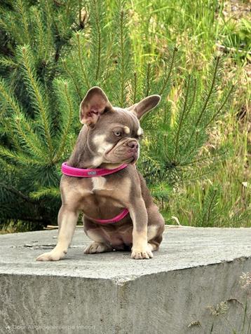Franse bulldog pup isabella tan(teefje)  beschikbaar voor biedingen