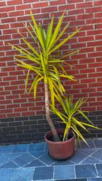 Yucca, Tuin en Terras, Planten | Tuinplanten, Ophalen
