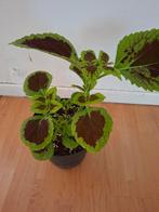 Kamer plant, Ophalen