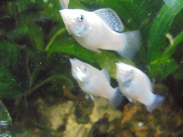Witte molly's beschikbaar voor biedingen