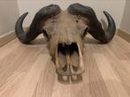 Kaapse buffel schedel, Verzamelen, Ophalen of Verzenden