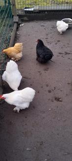 Cohien criel sierkippen, Dieren en Toebehoren, Pluimvee, Meerdere dieren, Kip