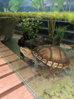 Kinosternon cruentatum, Dieren en Toebehoren, Reptielen en Amfibieën