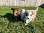 Knappe border collie pups, Dieren en Toebehoren, Honden | Herdershonden en Veedrijvers, België, CDV (hondenziekte), 8 tot 15 weken