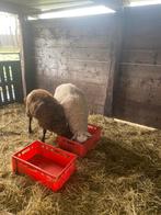 Rammen, Dieren en Toebehoren, Schapen, Geiten en Varkens, Mannelijk, Schaap, 0 tot 2 jaar