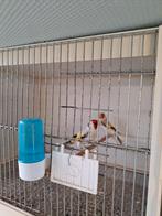 A vendre 1 couple chardonneret 2023 :380eur, Animaux & Accessoires, Oiseaux | Oiseaux Autre, Mâle