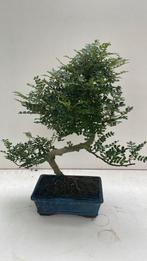 Bonsai zanthoxylum, Tuin en Terras, Ophalen