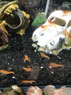 Jonge kreeftjes 1cm, geen dwergkreeftjes