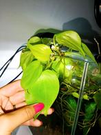 Pothos, Bloeiende kamerplant, Ophalen, Overige soorten