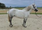Leuke lieve highland d pony!!, Dieren en Toebehoren, Merrie, Gechipt, 11 jaar of ouder, Recreatiepony