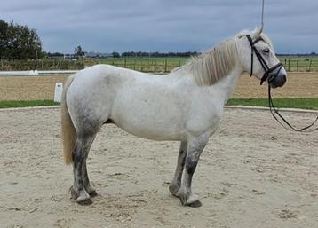 Leuke lieve highland d pony!!  beschikbaar voor biedingen