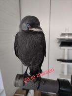 Jaren heb ik een gehad vorig is hij weg gebleven, Vogel