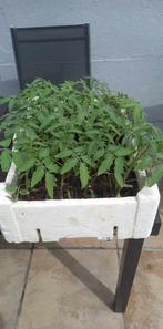 Tomatenplanten pyros 1 euro, Ophalen
