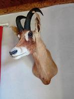 Grote opgezette kop van ROAN ANTILOPE, Verzamelen, Ophalen, Zo goed als nieuw, Wild dier, Opgezet dier
