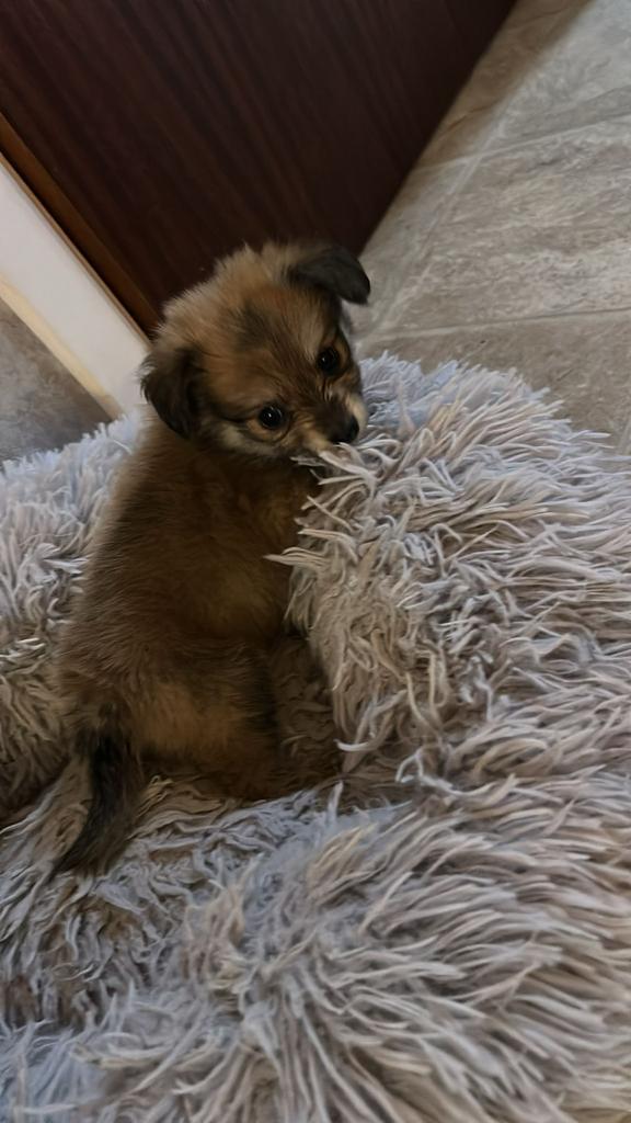 Croisement entre un chihuahua et un teckel à poil long, Animaux & Accessoires, Chiens | Chihuahuas & Chiens de compagnie, Chien (mâle)