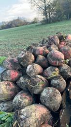 Voederbieten te koop, Ophalen