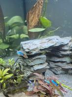 Guppy Endler, Animaux & Accessoires