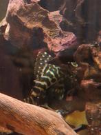 4x L134 Frog Pleco, Dieren en Toebehoren, Vissen | Aquariumvissen, Zoetwatervis