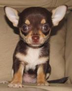 chihuahua pups t.cup & mini raszuiver zeer mooie ! kleintjes, België, Fokker | Hobbymatig, 8 tot 15 weken, CDV (hondenziekte)