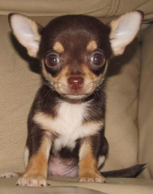 chihuahua pups t.cup & mini raszuiver zeer mooie ! kleintjes, Dieren en Toebehoren, Honden | Chihuahua's en Gezelschapshonden