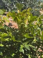 VINGERPLANT (FATSIA JAPONICA) stekjes, Ophalen