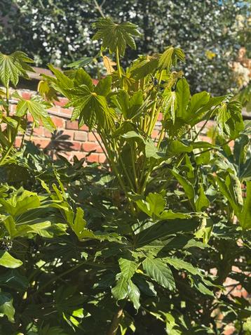 VINGERPLANT (FATSIA JAPONICA) stekjes beschikbaar voor biedingen
