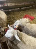 3 ooien en kleine ram, Vrouwelijk, Schaap, 0 tot 2 jaar