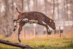 Zoek kaveren, Dieren en Toebehoren, Runderen