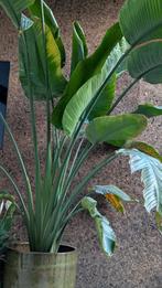 Strelitzia nicolai (paradijsvogel plant) zonder pot, Enlèvement