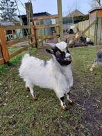 Dwerg bokje, Dieren en Toebehoren, Schapen, Geiten en Varkens, Mannelijk, Geit, 0 tot 2 jaar