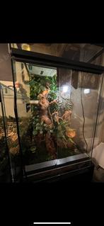 Terrarium wimper gekko, Dieren en Toebehoren, Reptielen en Amfibieën | Toebehoren, Gebruikt, Terrarium of Paludarium, Ophalen