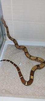 Roodstaart boa constricor, Dieren en Toebehoren
