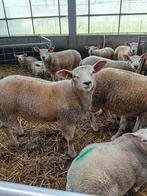 Rammen, Mouton, Plusieurs animaux, 0 à 2 ans