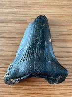 Otodus Megalodon haaientand (M2), Verzamelen, Ophalen of Verzenden, Fossiel