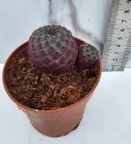 Sulcorebutia rauschii .clon selección., Verzenden