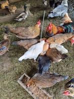 Engelse kipjes en haantjes, Dieren en Toebehoren, Pluimvee, Meerdere dieren, Kip