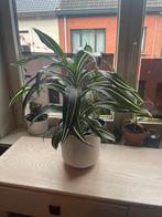 Kamerplant, Ophalen