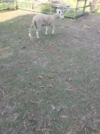 Schaap, Dieren en Toebehoren, Schapen, Geiten en Varkens, Mannelijk, Schaap, 0 tot 2 jaar