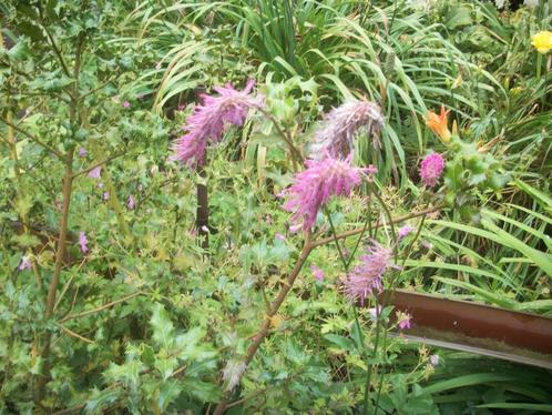 Sanguisorba obtusa Pimpernel, Tuin en Terras, Planten | Tuinplanten, Vaste plant, Zomer, Ophalen