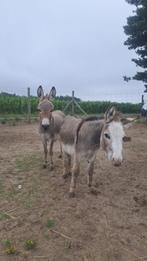 Mini ezels, Dieren en Toebehoren, Pony's, Meerdere dieren, Niet van toepassing, Gechipt, 3 tot 6 jaar