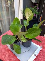 2 bergenia gemakkelijk plant blijft groen in de winter, Tuin en Terras, Ophalen, Lente